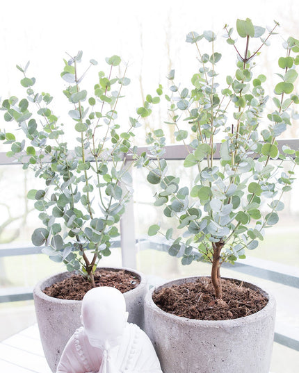 Eucalyptus - ↑ 45 - 55 cm  - Size Ø 17 cm