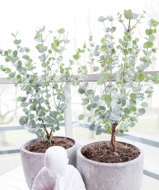 Eucalyptus - ↑ 45 - 55 cm  - Size Ø 17 cm
