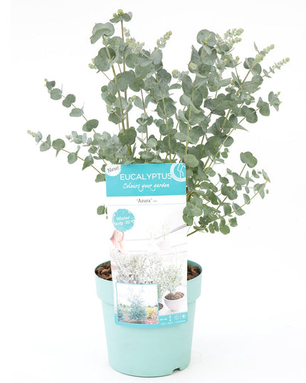 Eucalyptus - ↑ 45 - 55 cm  - Size Ø 17 cm