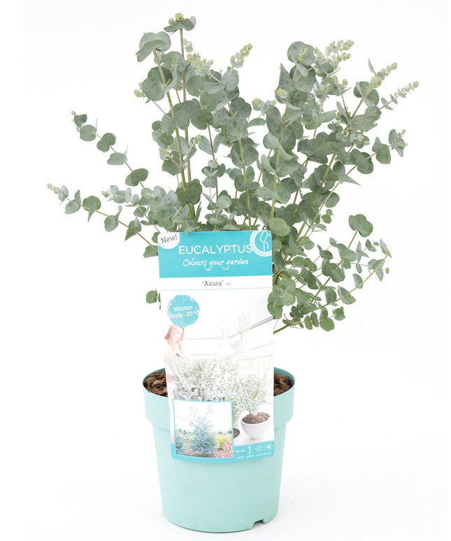 Eucalyptus - ↑ 45 - 55 cm  - Size Ø 17 cm