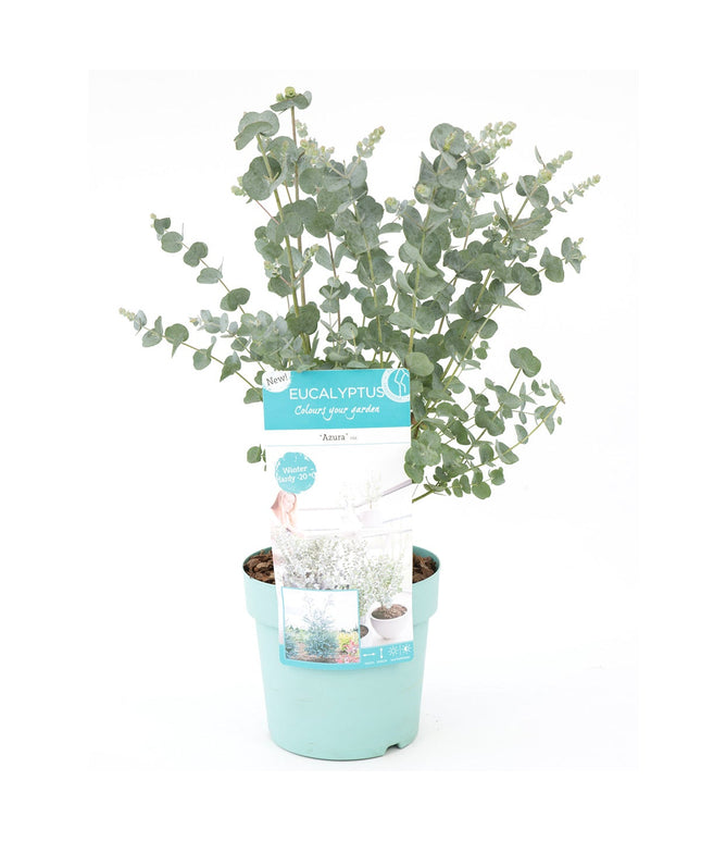 Eucalyptus - ↑ 45 - 55 cm  - Size Ø 17 cm