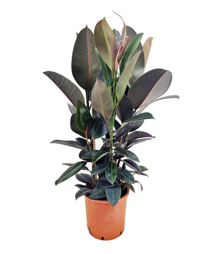 Ficus Elastica ‘Abidjan’ XL - ↑ 80-100 cm  - Size Ø 24 cm