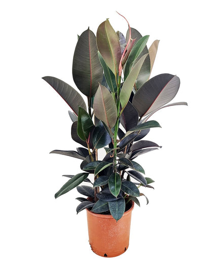 Ficus Elastica ‘Abidjan’ XL - ↑ 80-100 cm  - Size Ø 24 cm