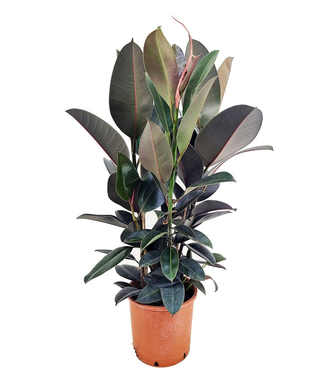 Ficus Elastica ‘Abidjan’ XL - ↑ 80-100 cm  - Size Ø 24 cm