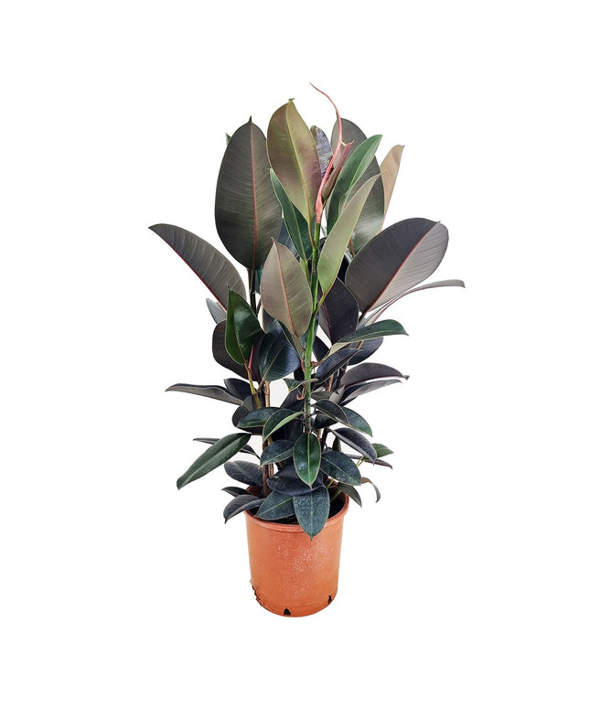 Ficus Elastica ‘Abidjan’ XL - ↑ 80-100 cm  - Size Ø 24 cm