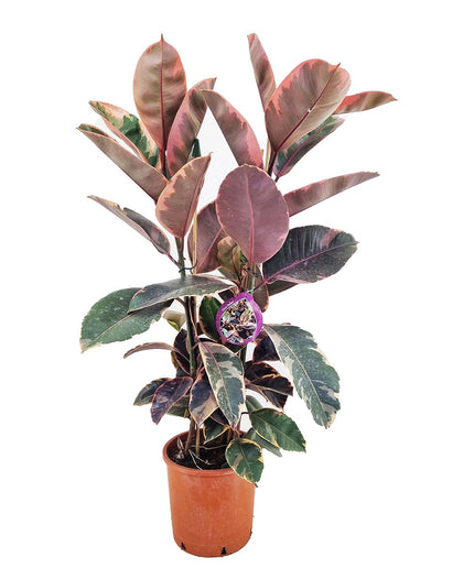 Ficus Elastica Belize XL - ↑ 80-100 cm  - Size Ø 24 cm