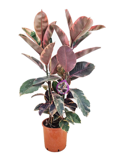 Ficus Elastica Belize XL - ↑ 80-100 cm  - Size Ø 24 cm
