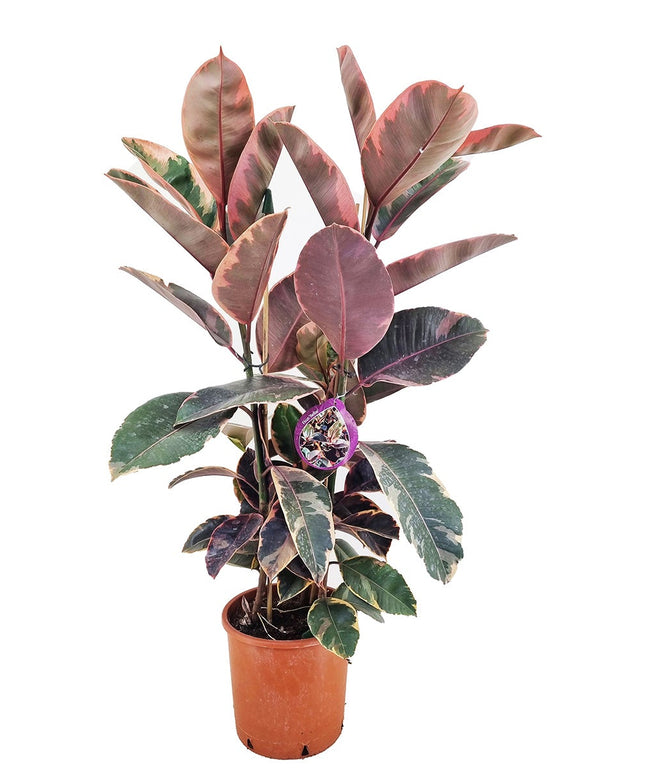 Ficus Elastica Belize XL - ↑ 80-100 cm  - Size Ø 24 cm