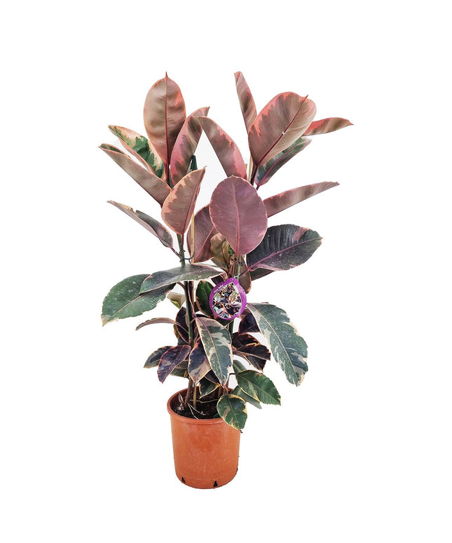 Ficus Elastica Belize XL - ↑ 80-100 cm  - Size Ø 24 cm
