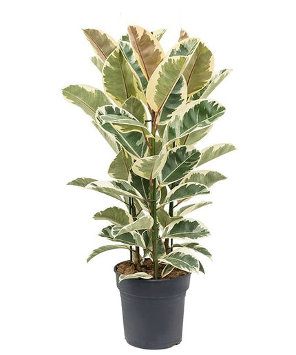 Ficus Elastica Tineke XL - ↑ 80-100 cm  - Size Ø 24 cm