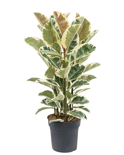 Ficus Elastica Tineke XL - ↑ 80-100 cm  - Size Ø 24 cm