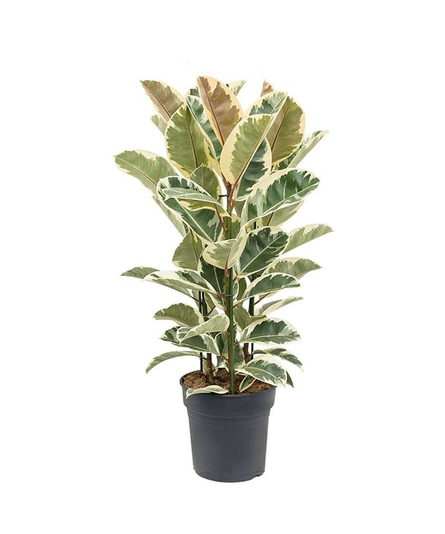 Ficus Elastica Tineke XL - ↑ 80-100 cm  - Size Ø 24 cm