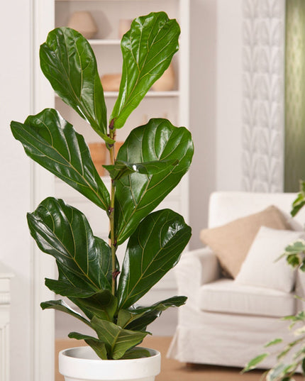 Ficus Lyrata - ↑ 90-110 cm - Size Ø 21 cm