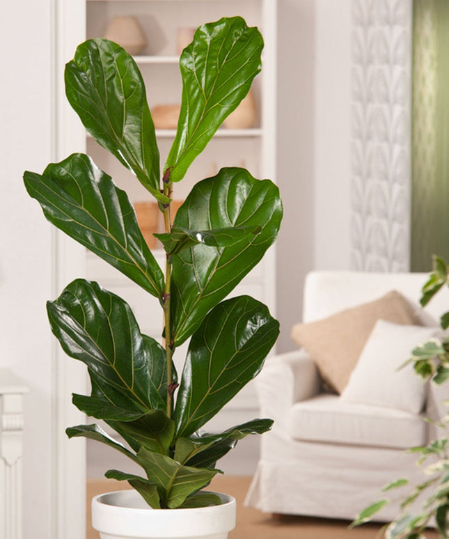Ficus Lyrata - ↑ 90-110 cm - Size Ø 21 cm