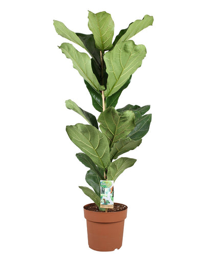 Ficus Lyrata - ↑ 90-110 cm - Size Ø 21 cm