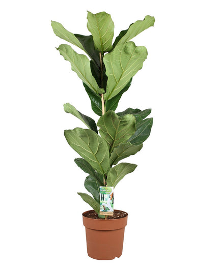 Ficus Lyrata - ↑ 90-110 cm - Size Ø 21 cm