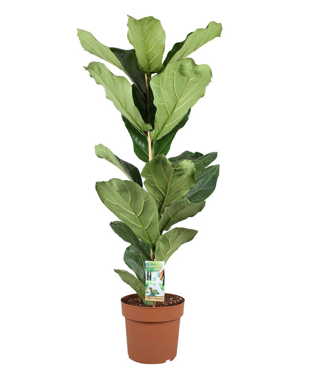 Ficus Lyrata - ↑ 90-110 cm - Size Ø 21 cm
