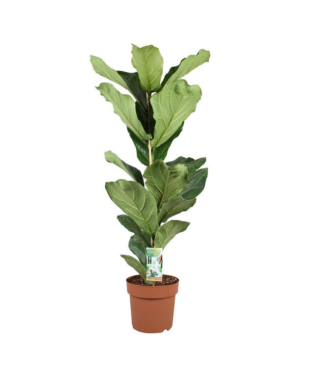 Ficus Lyrata - ↑ 90-110 cm - Size Ø 21 cm