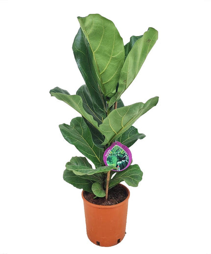 Ficus Lyrata - Vioolplant  - ↑ 70-80 cm  - Size Ø 19 cm