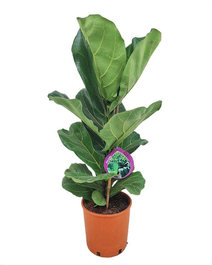 Ficus Lyrata - Vioolplant  - ↑ 70-80 cm  - Size Ø 19 cm