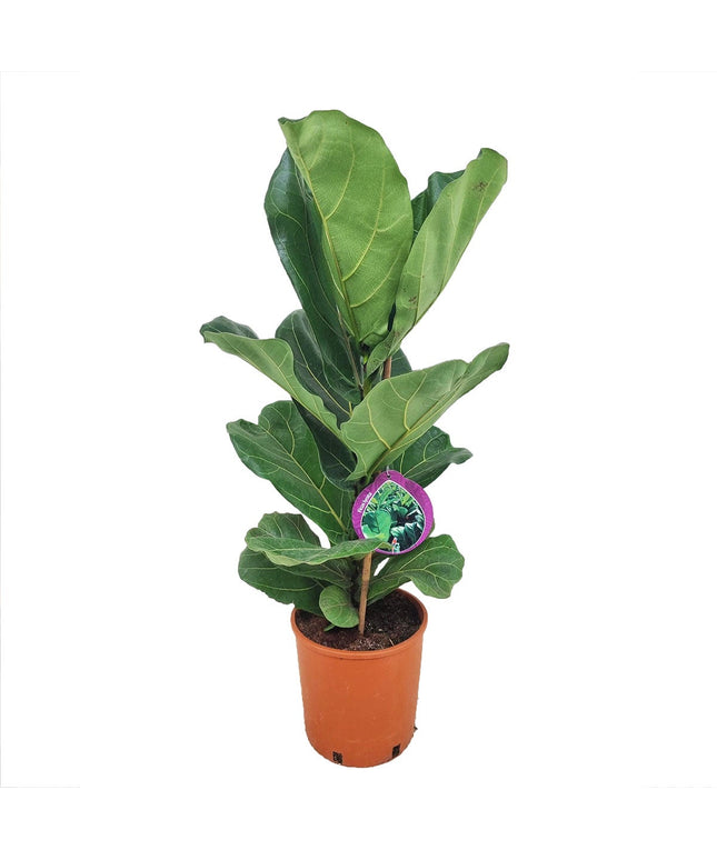 Ficus Lyrata - Vioolplant  - ↑ 70-80 cm  - Size Ø 19 cm
