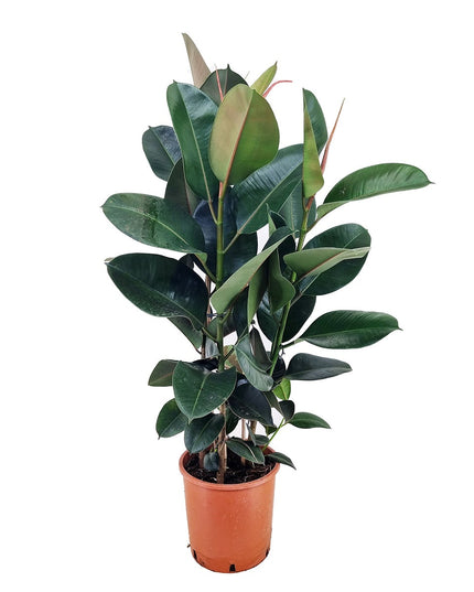Ficus Elastica 'Robusta' XL - ↑ 80-100 cm  - Size Ø 24 cm
