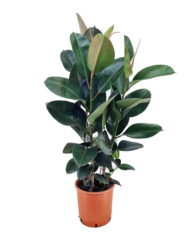 Ficus Elastica 'Robusta' XL - ↑ 80-100 cm  - Size Ø 24 cm