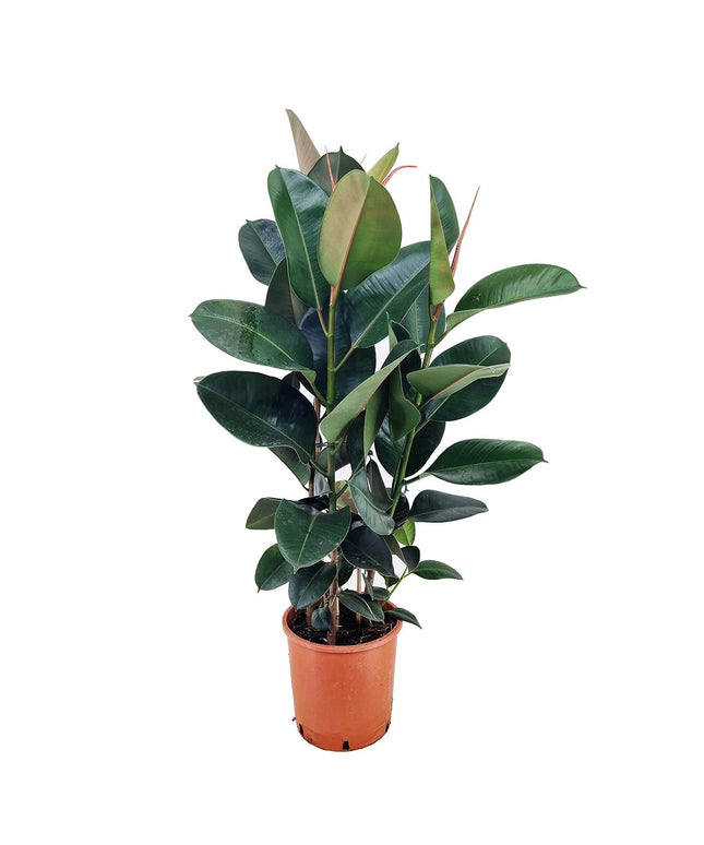 Ficus Elastica 'Robusta' XL - ↑ 80-100 cm  - Size Ø 24 cm