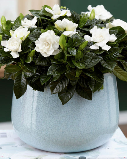 Gardenia Jasminoides (Cape Jasmine) - Set of 2  - ↑ 25-40 cm - Size Ø 13 cm