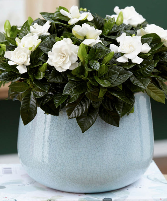 Gardenia Jasminoides (Cape Jasmine) - Set of 2  - ↑ 25-40 cm - Size Ø 13 cm