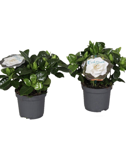 Gardenia Jasminoides (Cape Jasmine) - Set of 2  - ↑ 25-40 cm - Size Ø 13 cm