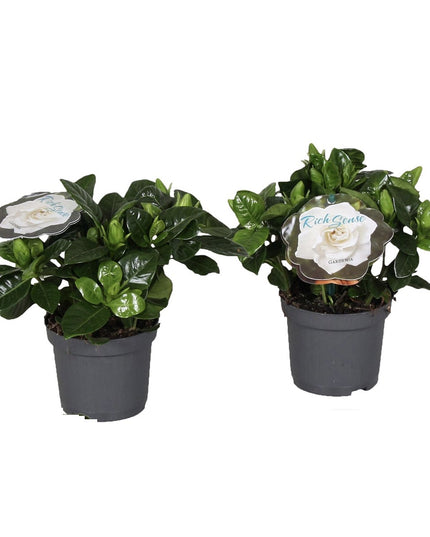 Gardenia Jasminoides (Cape Jasmine) - Set of 2  - ↑ 25-40 cm - Size Ø 13 cm