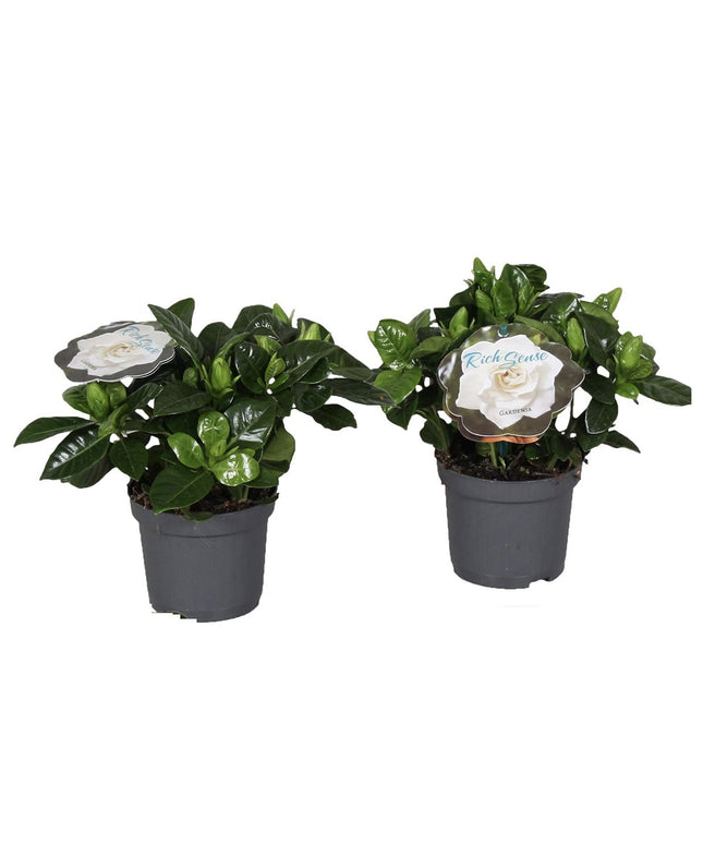 Gardenia Jasminoides (Cape Jasmine) - Set of 2  - ↑ 25-40 cm - Size Ø 13 cm