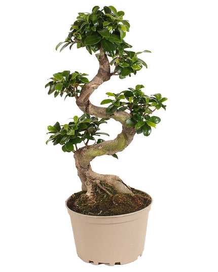 Bonsai Tree - Japanese - ↑ 60-80 cm  - Size Ø 22 cm