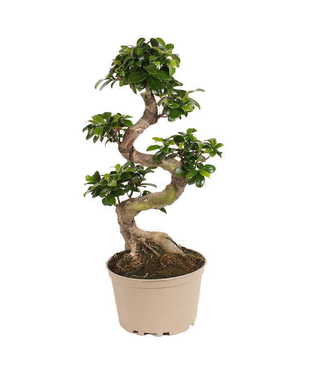 Bonsai Tree - Japanese - ↑ 60-80 cm  - Size Ø 22 cm