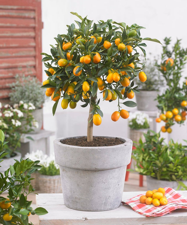 Kumquat tree - ↑ 50-60 cm  - Size Ø 19 cm