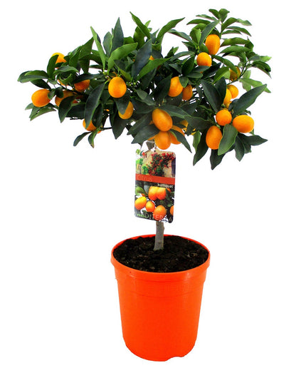 Kumquat tree - ↑ 50-60 cm  - Size Ø 19 cm