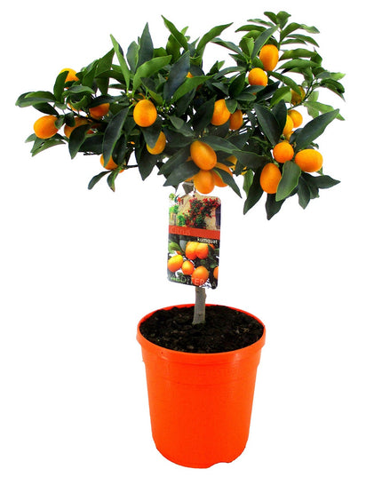 Kumquat tree - ↑ 50-60 cm  - Size Ø 19 cm