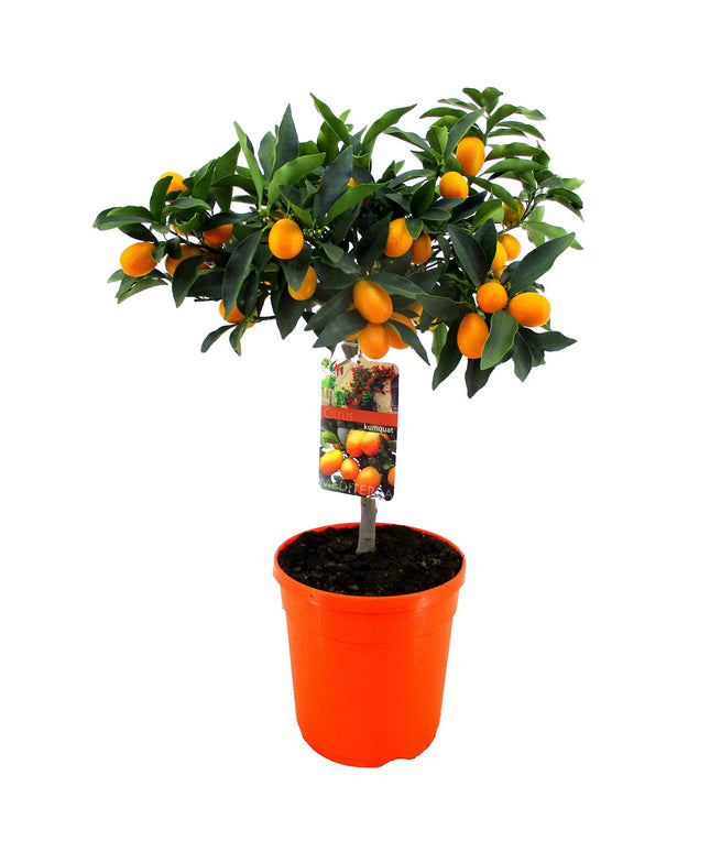 Kumquat tree - ↑ 50-60 cm  - Size Ø 19 cm