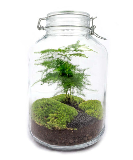 Jar Terrarium Kit • Aspargus • Ecosystem with plants • ↑ 28 cm