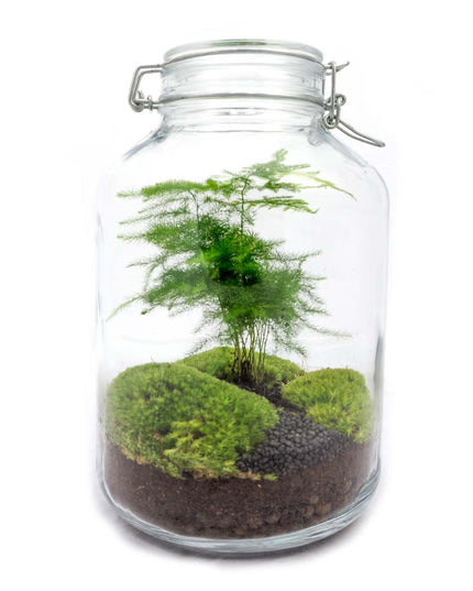Jar Terrarium Kit • Aspargus • Ecosystem with plants • ↑ 28 cm