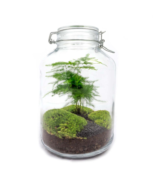 Jar Terrarium Kit • Aspargus • Ecosystem with plants • ↑ 28 cm