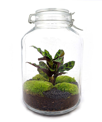 Jar Terrarium Kit • Calathea • Ecosystem with plants • ↑ 28 cm