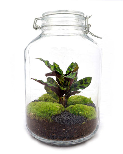 Jar Terrarium Kit • Calathea • Ecosystem with plants • ↑ 28 cm