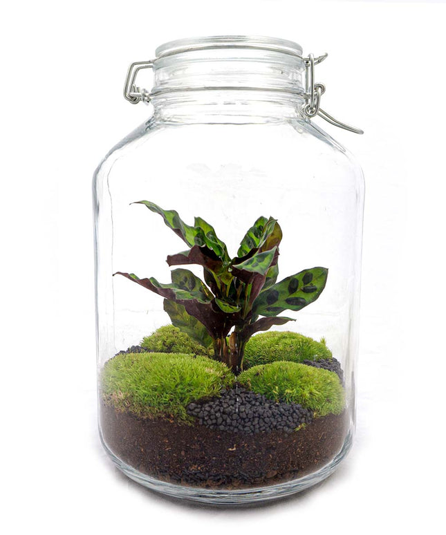 Jar Terrarium Kit • Calathea • Ecosystem with plants • ↑ 28 cm