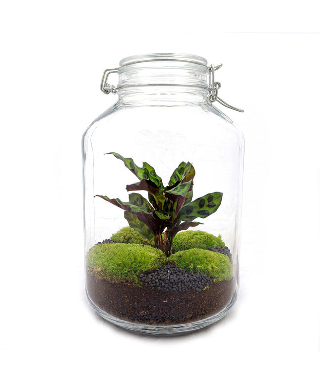 Jar Terrarium Kit • Calathea • Ecosystem with plants • ↑ 28 cm