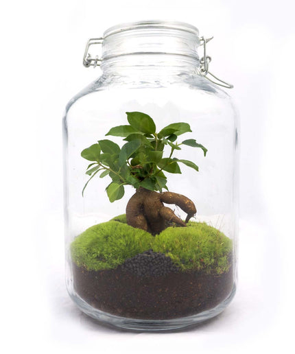 Jar Terrarium Kit • Ficus Ginseng bonsai • Ecosystem with plants • ↑ 28 cm