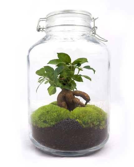 Jar Terrarium Kit • Ficus Ginseng bonsai • Ecosystem with plants • ↑ 28 cm