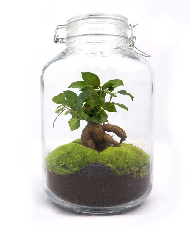 Jar Terrarium Kit • Ficus Ginseng bonsai • Ecosystem with plants • ↑ 28 cm