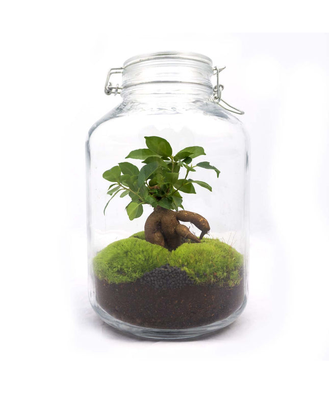 Jar Terrarium Kit • Ficus Ginseng bonsai • Ecosystem with plants • ↑ 28 cm